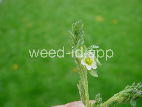 polemonium, annual